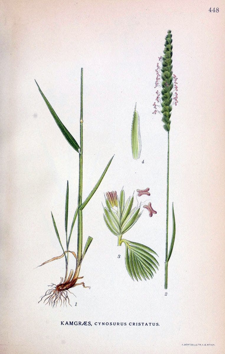 Billeder af nordens flora,.KÃ¸benhavn,G.E.C. Gad's forlag,1917-1927.  | Finland "Pictorial works" Plants Scandinavia  | Vintage Print Reproduction 461365