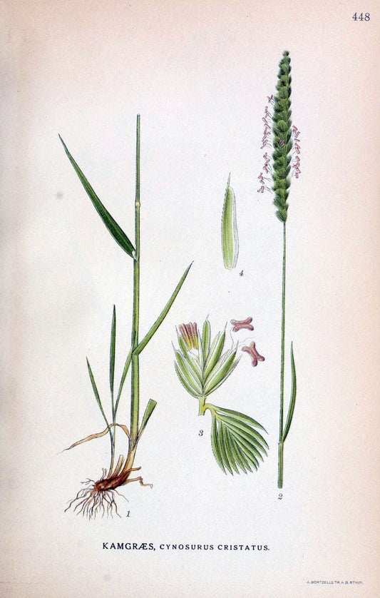 Billeder af nordens flora,.KÃ¸benhavn,G.E.C. Gad's forlag,1917-1927.  | Finland "Pictorial works" Plants Scandinavia  | Vintage Print Reproduction 461365