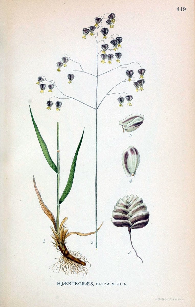 Billeder af nordens flora,.KÃ¸benhavn,G.E.C. Gad's forlag,1917-1927.  | Finland "Pictorial works" Plants Scandinavia  | Vintage Print Reproduction 461366