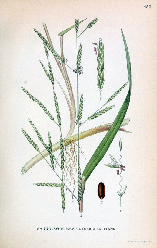 Billeder af nordens flora,.KÃ¸benhavn,G.E.C. Gad's forlag,1917-1927.  | Finland "Pictorial works" Plants Scandinavia  | Vintage Print Reproduction 461367