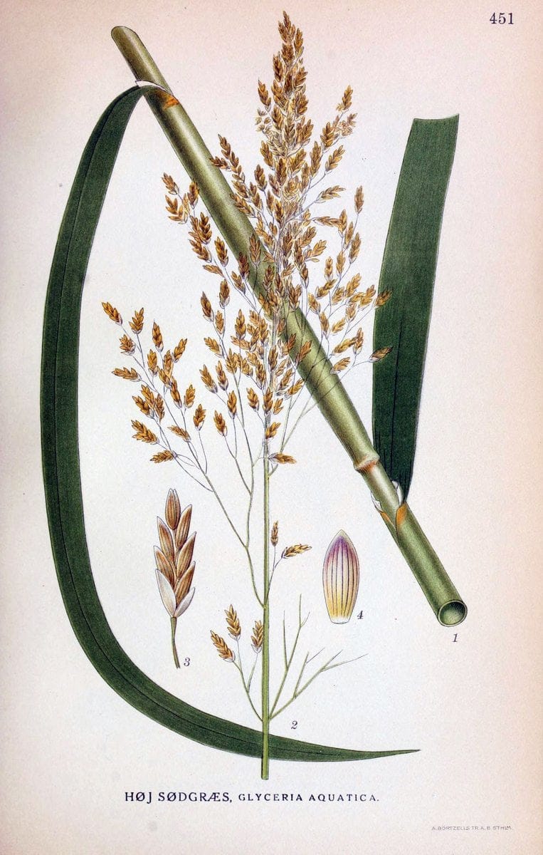 Billeder af nordens flora,.KÃ¸benhavn,G.E.C. Gad's forlag,1917-1927.  | Finland "Pictorial works" Plants Scandinavia  | Vintage Print Reproduction 461368