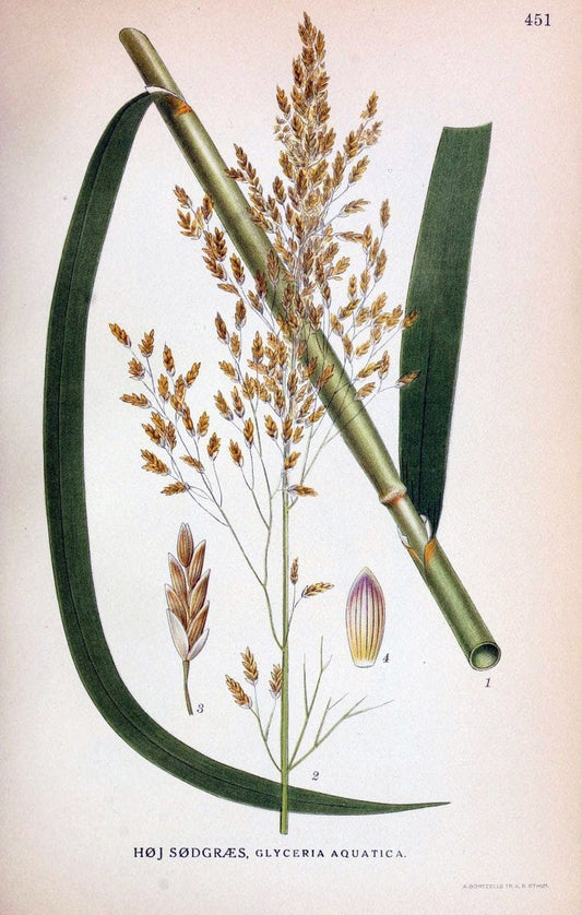 Billeder af nordens flora,.KÃ¸benhavn,G.E.C. Gad's forlag,1917-1927.  | Finland "Pictorial works" Plants Scandinavia  | Vintage Print Reproduction 461368