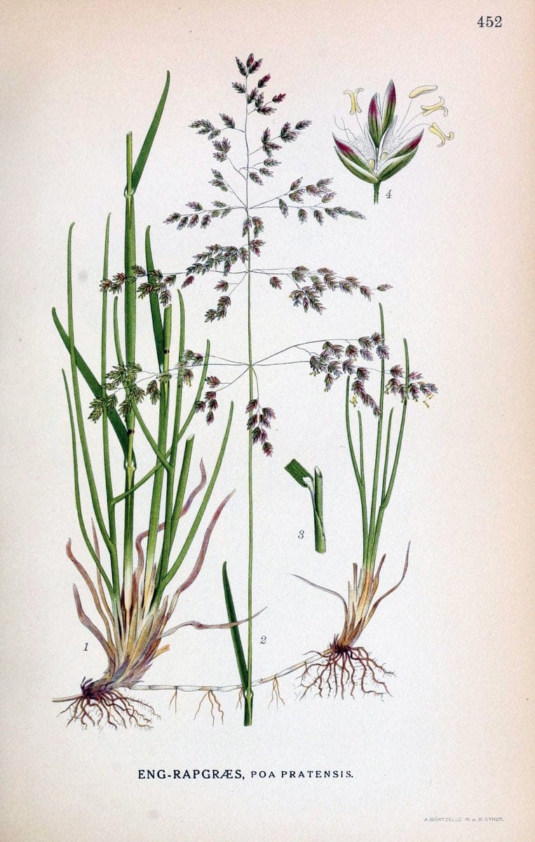 Billeder af nordens flora,.KÃ¸benhavn,G.E.C. Gad's forlag,1917-1927.  | Finland "Pictorial works" Plants Scandinavia  | Vintage Print Reproduction 461369