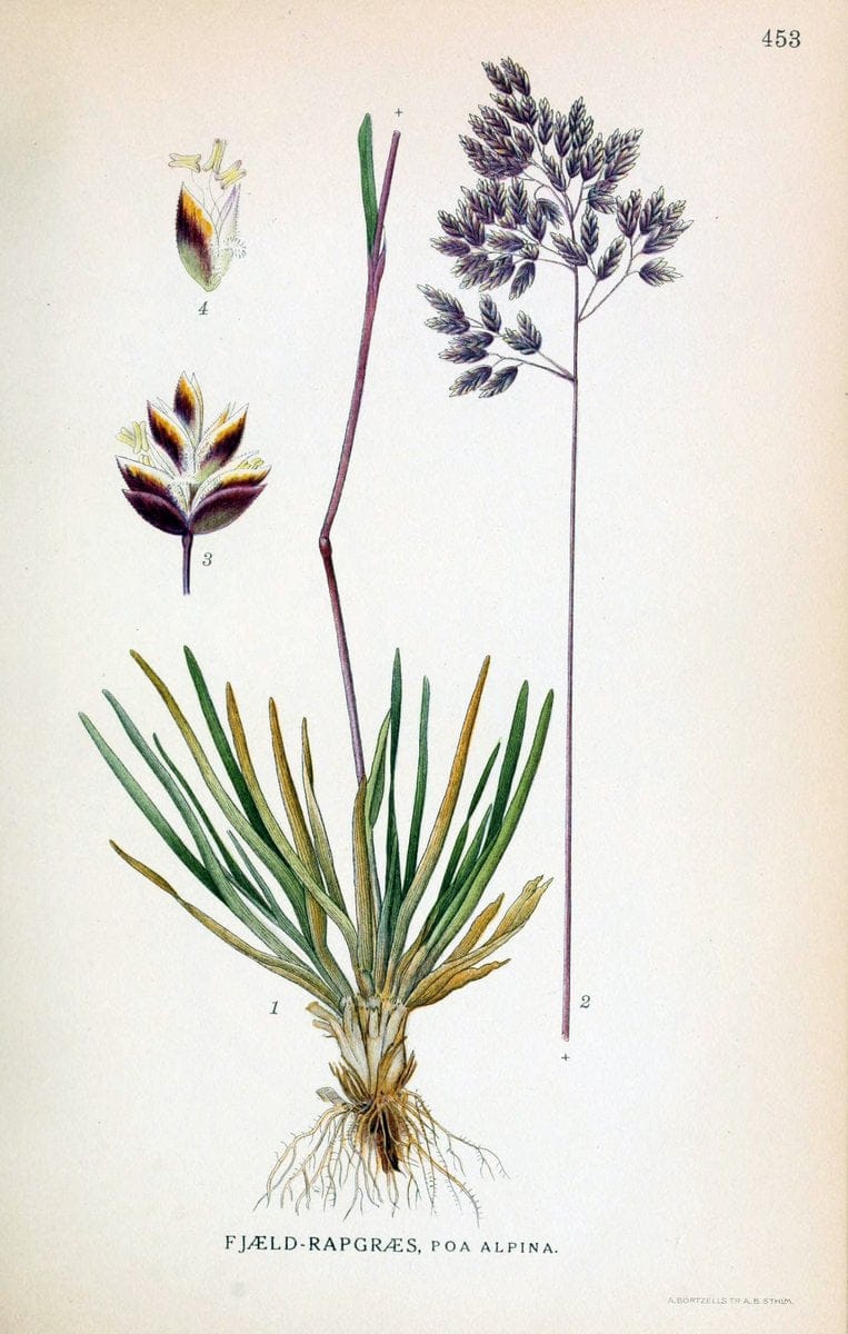 Billeder af nordens flora,.KÃ¸benhavn,G.E.C. Gad's forlag,1917-1927.  | Finland "Pictorial works" Plants Scandinavia  | Vintage Print Reproduction 461370