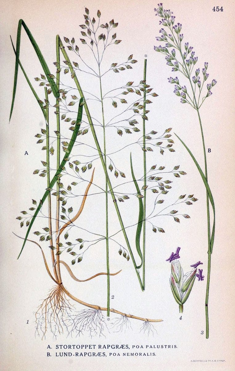 Billeder af nordens flora,.KÃ¸benhavn,G.E.C. Gad's forlag,1917-1927.  | Finland "Pictorial works" Plants Scandinavia  | Vintage Print Reproduction 461371