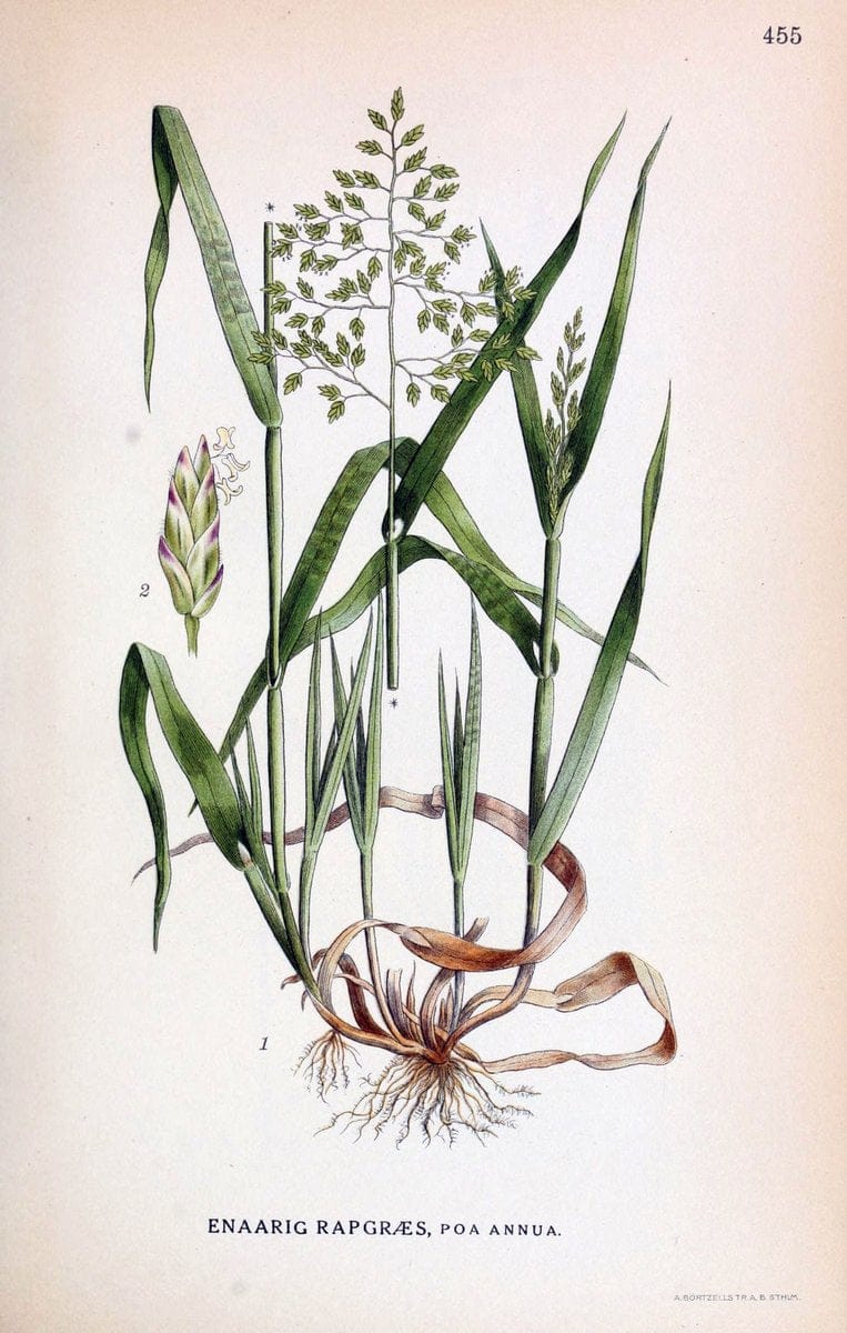 Billeder af nordens flora,.KÃ¸benhavn,G.E.C. Gad's forlag,1917-1927.  | Finland "Pictorial works" Plants Scandinavia  | Vintage Print Reproduction 461372