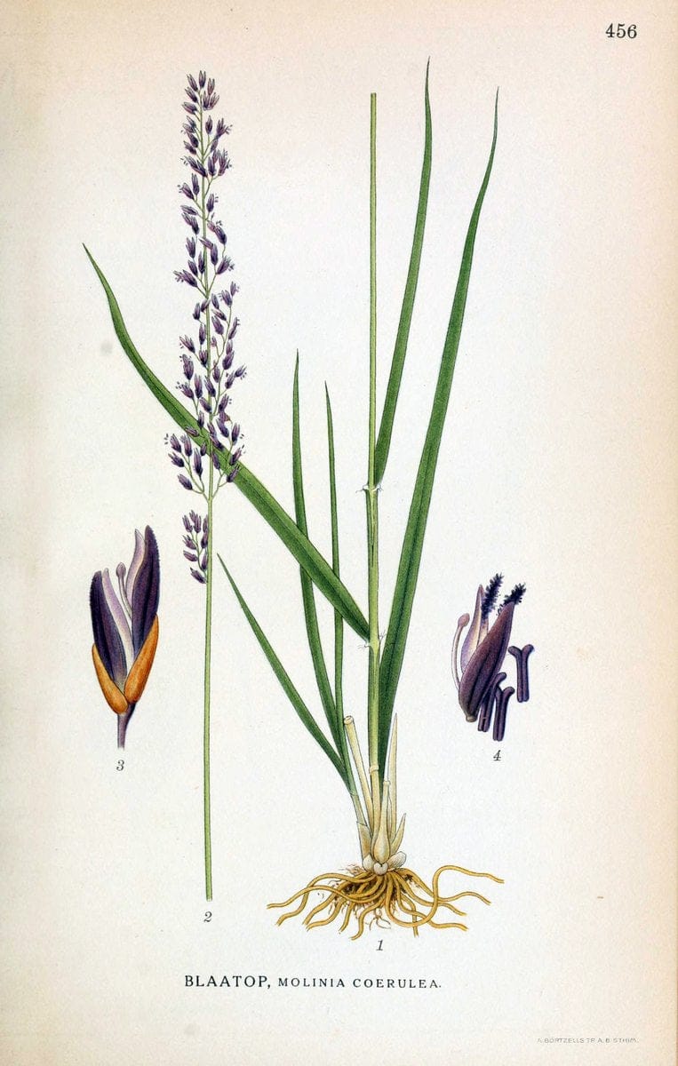Billeder af nordens flora,.KÃ¸benhavn,G.E.C. Gad's forlag,1917-1927.  | Finland "Pictorial works" Plants Scandinavia  | Vintage Print Reproduction 461373