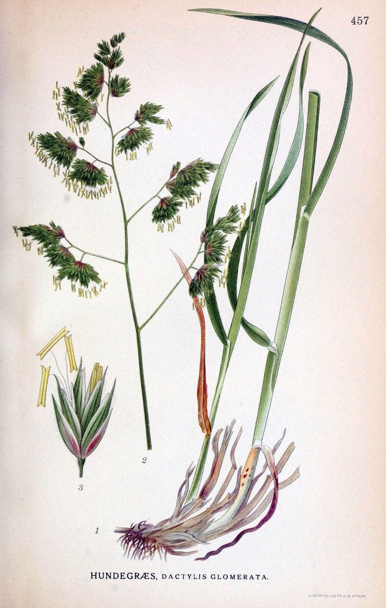 Billeder af nordens flora,.KÃ¸benhavn,G.E.C. Gad's forlag,1917-1927.  | Finland "Pictorial works" Plants Scandinavia  | Vintage Print Reproduction 461374