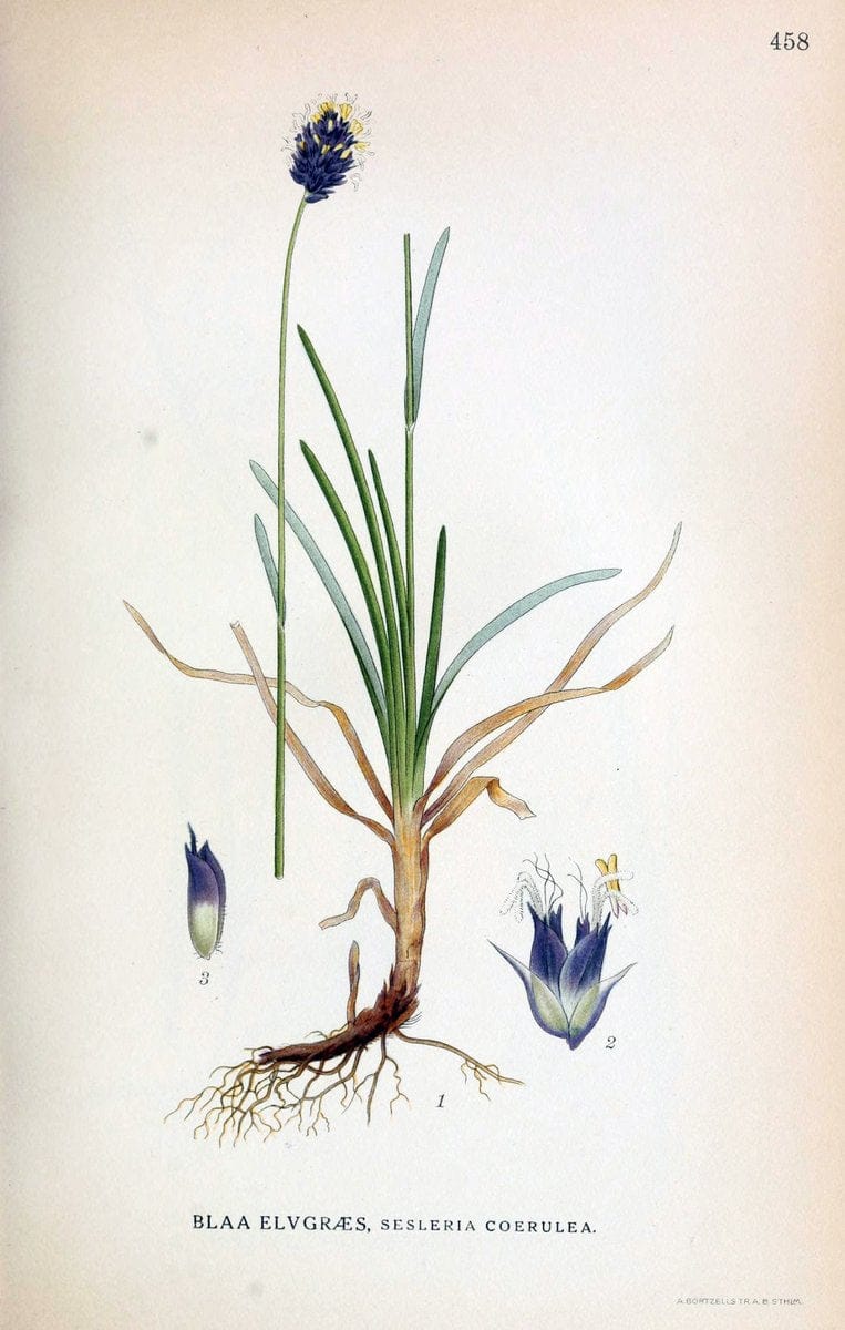 Billeder af nordens flora,.KÃ¸benhavn,G.E.C. Gad's forlag,1917-1927.  | Finland "Pictorial works" Plants Scandinavia  | Vintage Print Reproduction 461375