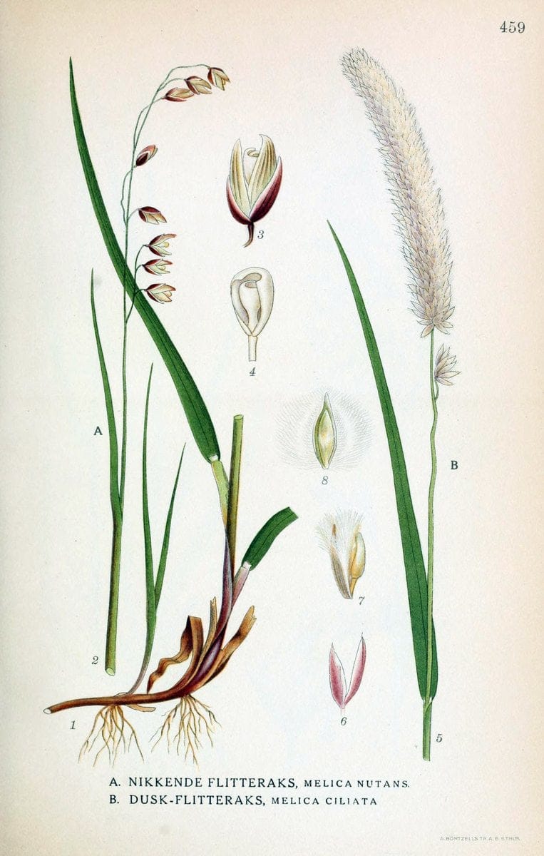 Billeder af nordens flora,.KÃ¸benhavn,G.E.C. Gad's forlag,1917-1927.  | Finland "Pictorial works" Plants Scandinavia  | Vintage Print Reproduction 461376