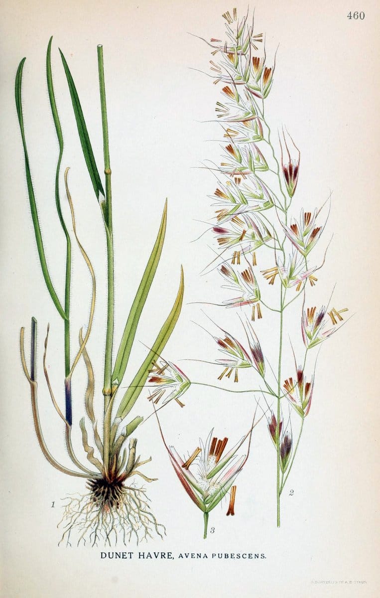 Billeder af nordens flora,.KÃ¸benhavn,G.E.C. Gad's forlag,1917-1927.  | Finland "Pictorial works" Plants Scandinavia  | Vintage Print Reproduction 461377