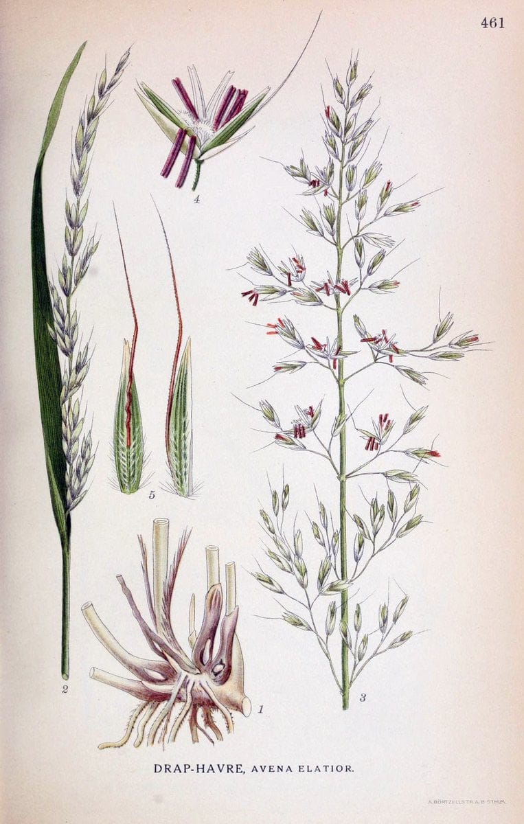 Billeder af nordens flora,.KÃ¸benhavn,G.E.C. Gad's forlag,1917-1927.  | Finland "Pictorial works" Plants Scandinavia  | Vintage Print Reproduction 461378