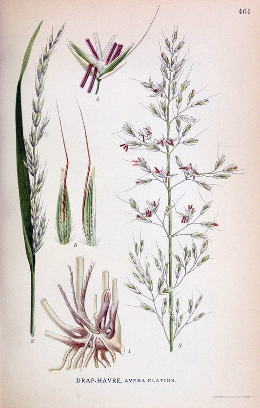 Billeder af nordens flora,.KÃ¸benhavn,G.E.C. Gad's forlag,1917-1927.  | Finland "Pictorial works" Plants Scandinavia  | Vintage Print Reproduction 461378