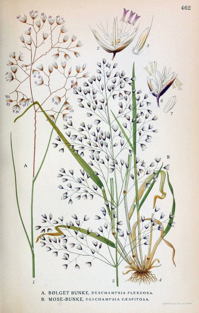 Billeder af nordens flora,.KÃ¸benhavn,G.E.C. Gad's forlag,1917-1927.  | Finland "Pictorial works" Plants Scandinavia  | Vintage Print Reproduction 461379