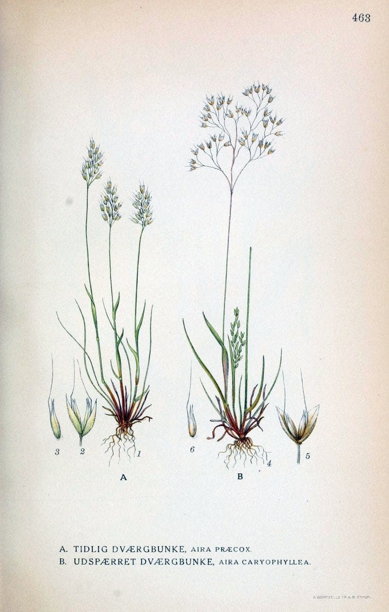 Billeder af nordens flora,.KÃ¸benhavn,G.E.C. Gad's forlag,1917-1927.  | Finland "Pictorial works" Plants Scandinavia  | Vintage Print Reproduction 461380