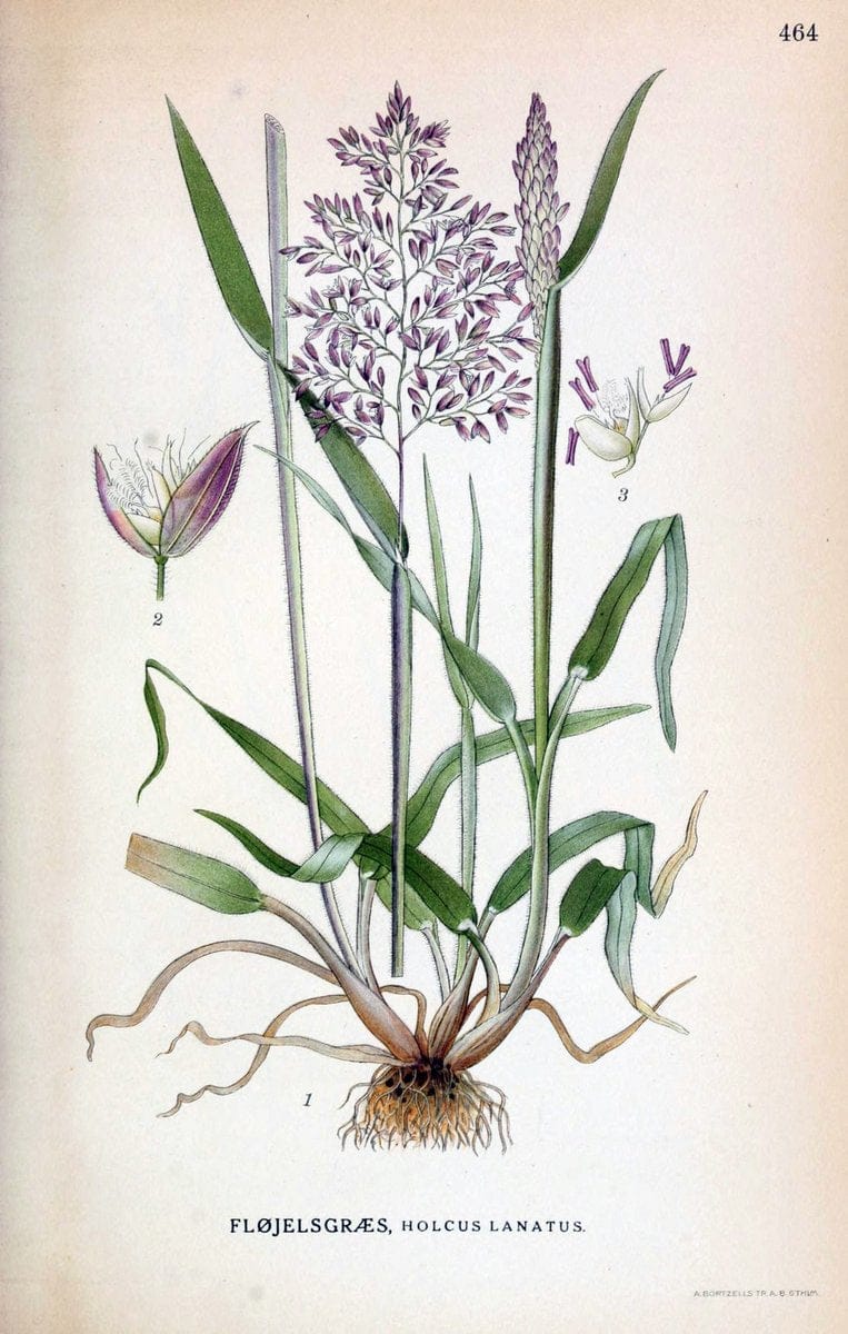 Billeder af nordens flora,.KÃ¸benhavn,G.E.C. Gad's forlag,1917-1927.  | Finland "Pictorial works" Plants Scandinavia  | Vintage Print Reproduction 461381