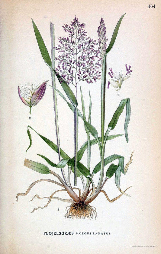 Billeder af nordens flora,.KÃ¸benhavn,G.E.C. Gad's forlag,1917-1927.  | Finland "Pictorial works" Plants Scandinavia  | Vintage Print Reproduction 461381