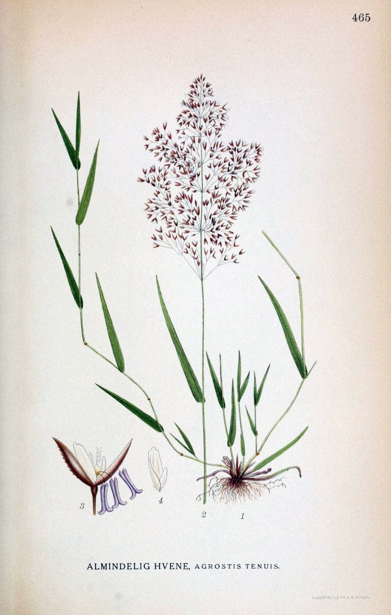 Billeder af nordens flora,.KÃ¸benhavn,G.E.C. Gad's forlag,1917-1927.  | Finland "Pictorial works" Plants Scandinavia  | Vintage Print Reproduction 461382