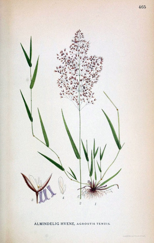 Billeder af nordens flora,.KÃ¸benhavn,G.E.C. Gad's forlag,1917-1927.  | Finland "Pictorial works" Plants Scandinavia  | Vintage Print Reproduction 461382