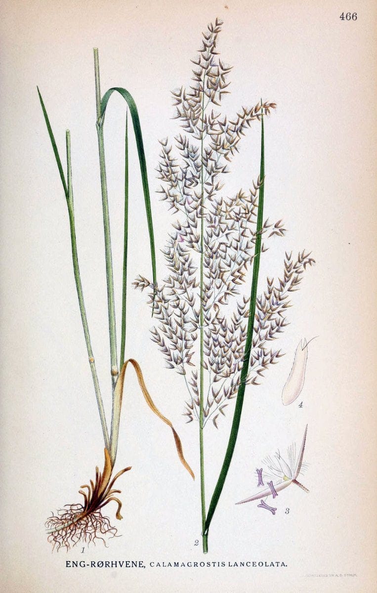 Billeder af nordens flora,.KÃ¸benhavn,G.E.C. Gad's forlag,1917-1927.  | Finland "Pictorial works" Plants Scandinavia  | Vintage Print Reproduction 461383