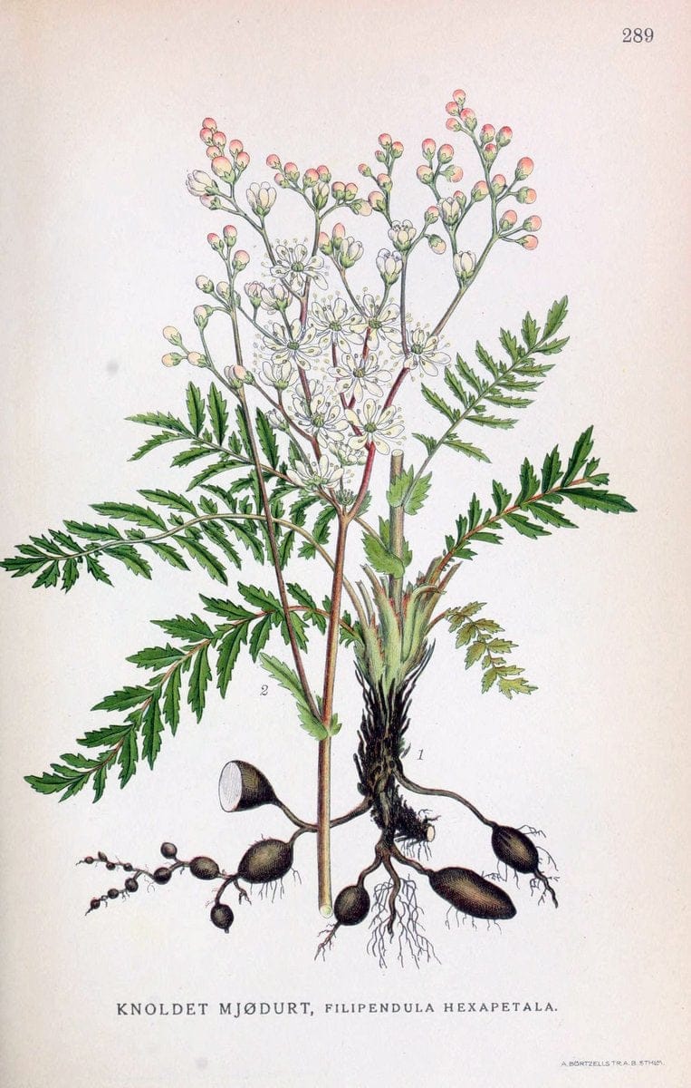 Billeder af nordens flora,.KÃ¸benhavn,G.E.C. Gad's forlag,1917-1927.  | Finland "Pictorial works" Plants Scandinavia  | Vintage Print Reproduction 461384