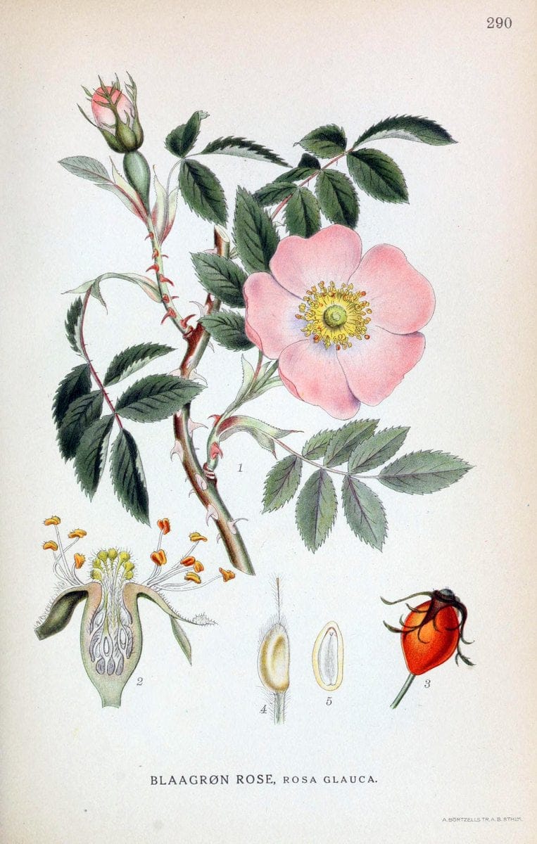 Billeder af nordens flora,.KÃ¸benhavn,G.E.C. Gad's forlag,1917-1927.  | Finland "Pictorial works" Plants Scandinavia  | Vintage Print Reproduction 461385