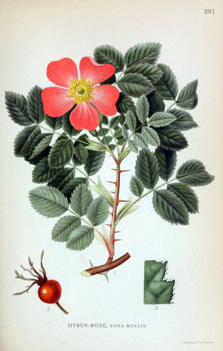 Billeder af nordens flora,.KÃ¸benhavn,G.E.C. Gad's forlag,1917-1927.  | Finland "Pictorial works" Plants Scandinavia  | Vintage Print Reproduction 461386