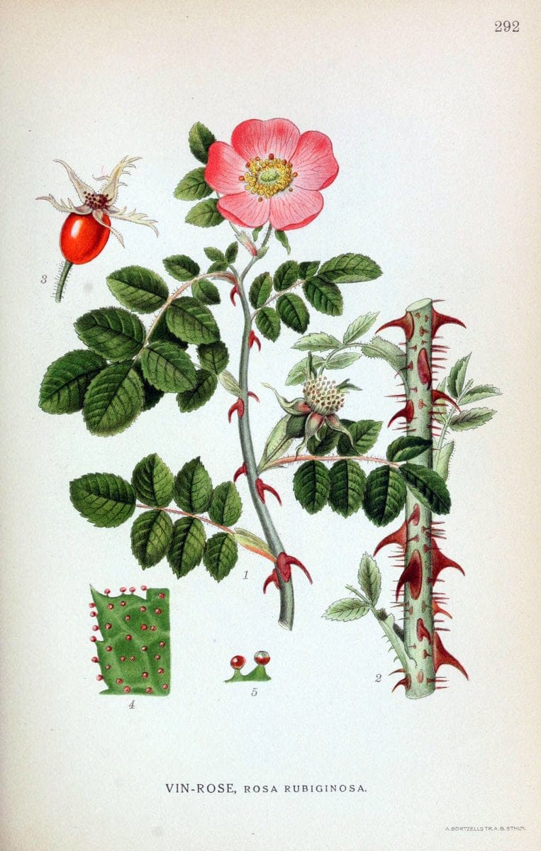 Billeder af nordens flora,.KÃ¸benhavn,G.E.C. Gad's forlag,1917-1927.  | Finland "Pictorial works" Plants Scandinavia  | Vintage Print Reproduction 461387