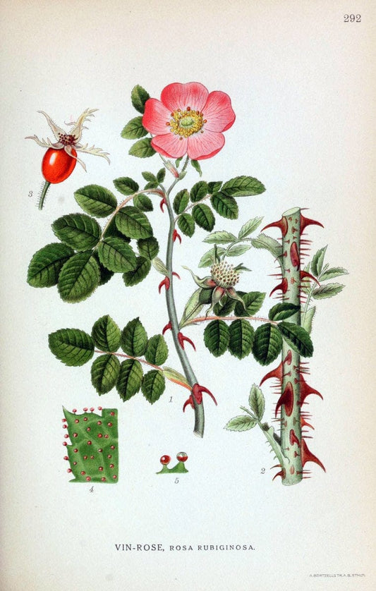 Billeder af nordens flora,.KÃ¸benhavn,G.E.C. Gad's forlag,1917-1927.  | Finland "Pictorial works" Plants Scandinavia  | Vintage Print Reproduction 461387