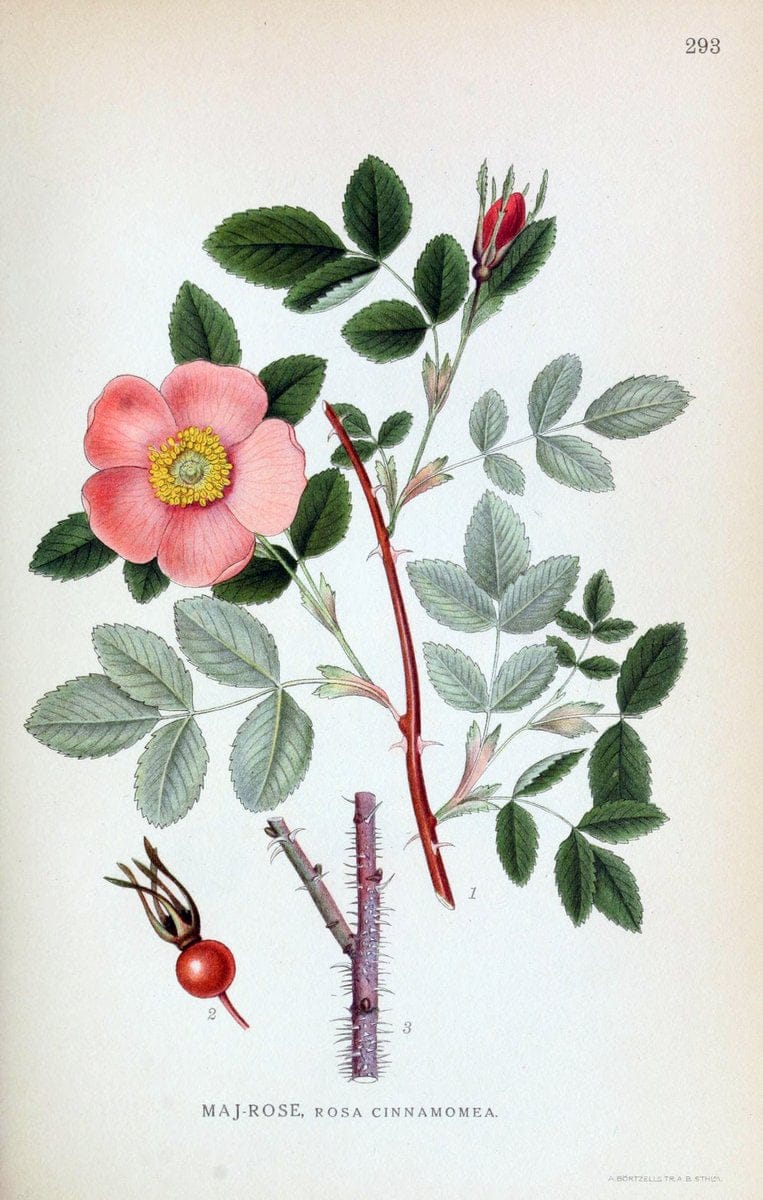 Billeder af nordens flora,.KÃ¸benhavn,G.E.C. Gad's forlag,1917-1927.  | Finland "Pictorial works" Plants Scandinavia  | Vintage Print Reproduction 461388