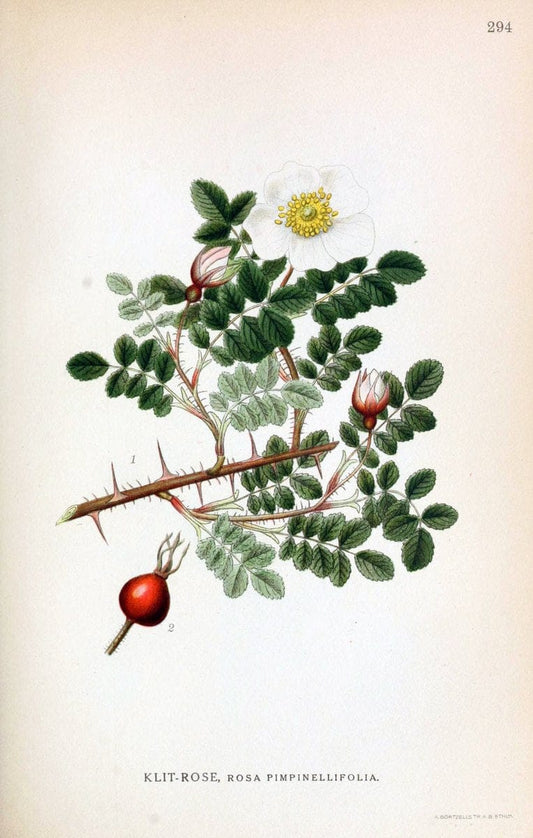 Billeder af nordens flora,.KÃ¸benhavn,G.E.C. Gad's forlag,1917-1927.  | Finland "Pictorial works" Plants Scandinavia  | Vintage Print Reproduction 461389