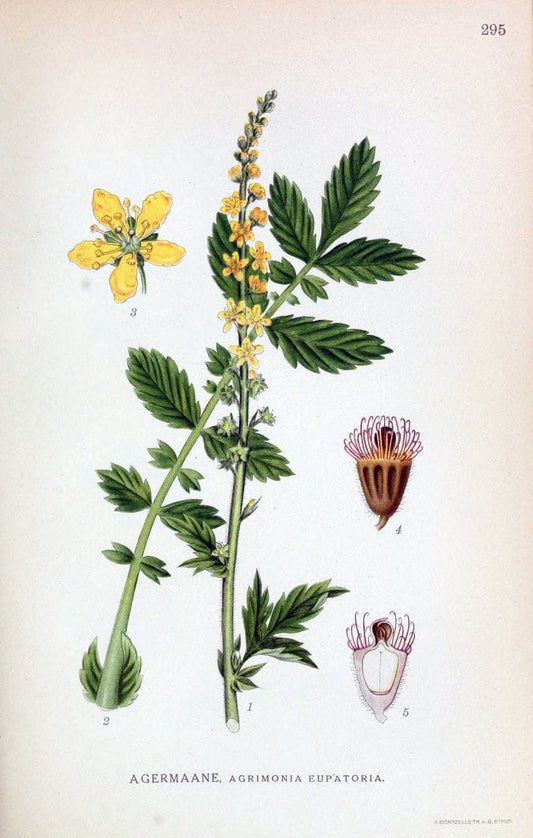 Billeder af nordens flora,.KÃ¸benhavn,G.E.C. Gad's forlag,1917-1927.  | Finland "Pictorial works" Plants Scandinavia  | Vintage Print Reproduction 461390