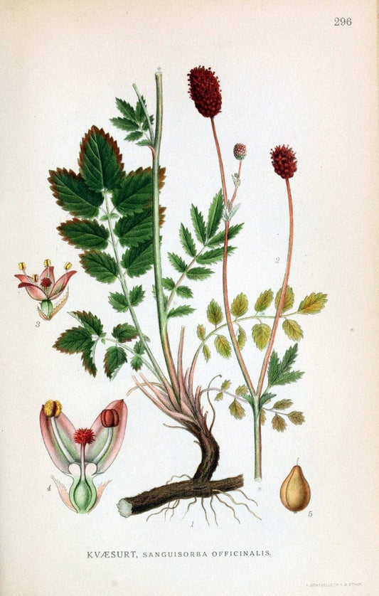 Billeder af nordens flora,.KÃ¸benhavn,G.E.C. Gad's forlag,1917-1927.  | Finland "Pictorial works" Plants Scandinavia  | Vintage Print Reproduction 461391
