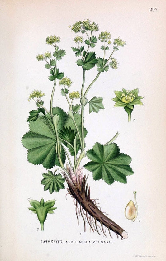 Billeder af nordens flora,.KÃ¸benhavn,G.E.C. Gad's forlag,1917-1927.  | Finland "Pictorial works" Plants Scandinavia  | Vintage Print Reproduction 461392