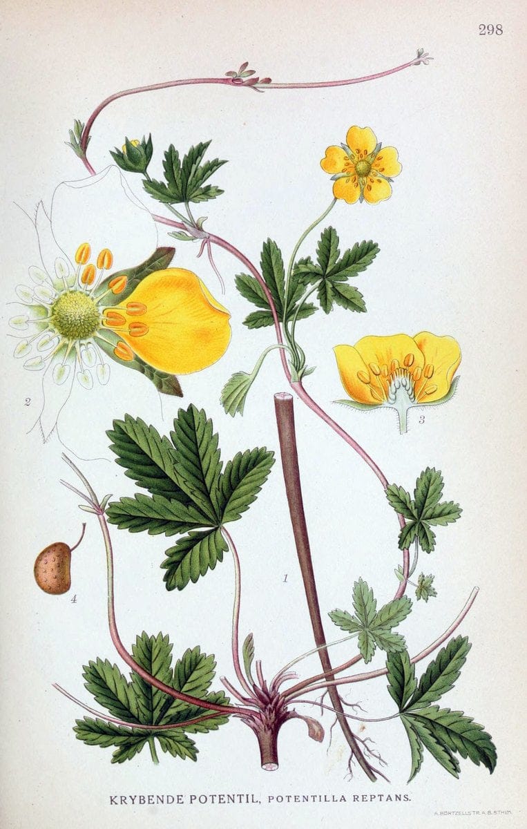 Billeder af nordens flora,.KÃ¸benhavn,G.E.C. Gad's forlag,1917-1927.  | Finland "Pictorial works" Plants Scandinavia  | Vintage Print Reproduction 461393