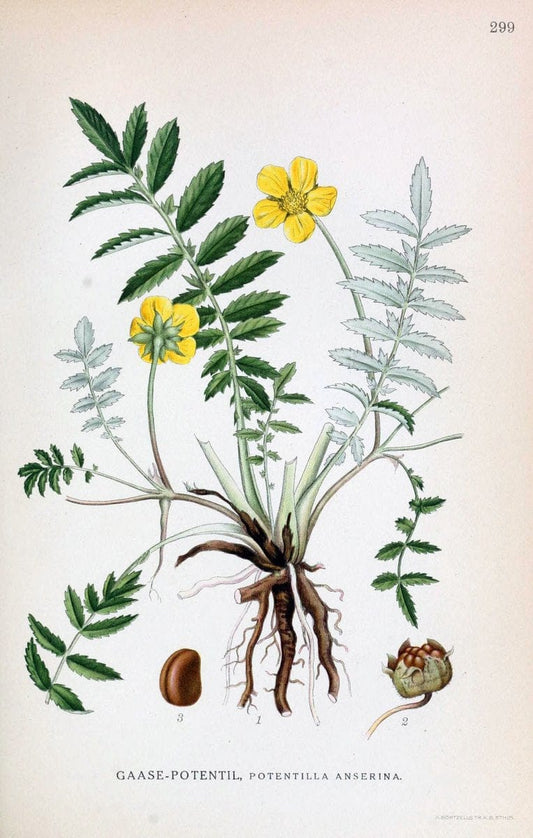 Billeder af nordens flora,.KÃ¸benhavn,G.E.C. Gad's forlag,1917-1927.  | Finland "Pictorial works" Plants Scandinavia  | Vintage Print Reproduction 461394