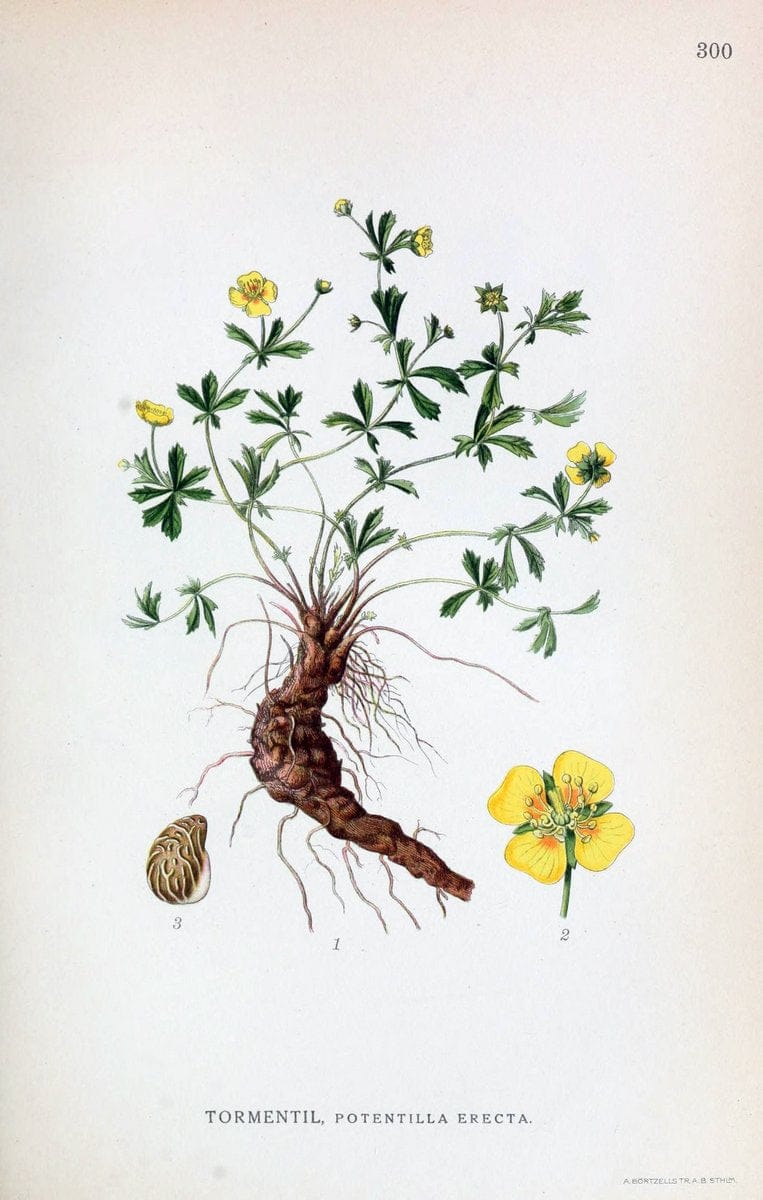 Billeder af nordens flora,.KÃ¸benhavn,G.E.C. Gad's forlag,1917-1927.  | Finland "Pictorial works" Plants Scandinavia  | Vintage Print Reproduction 461395