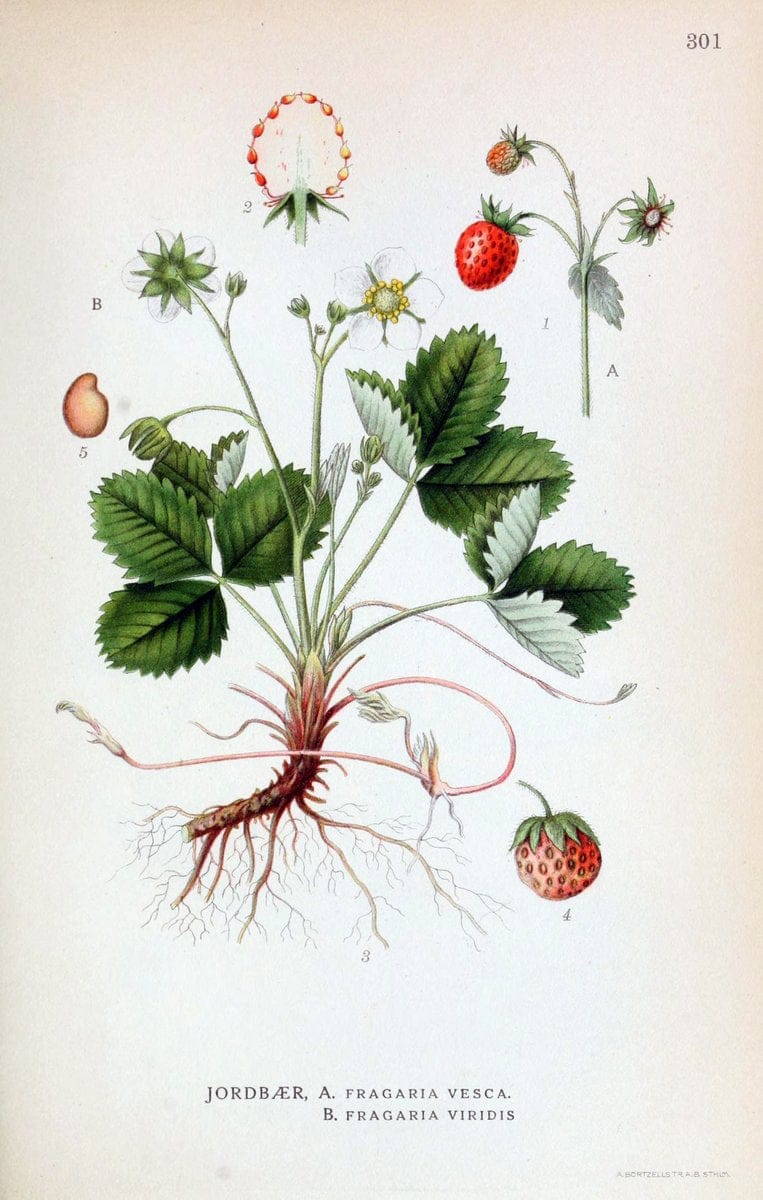 Billeder af nordens flora,.KÃ¸benhavn,G.E.C. Gad's forlag,1917-1927.  | Finland "Pictorial works" Plants Scandinavia  | Vintage Print Reproduction 461396