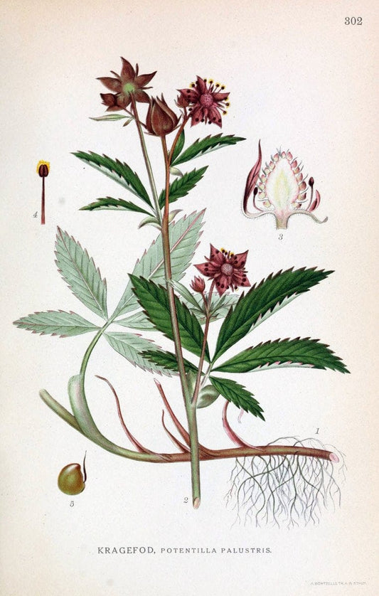 Billeder af nordens flora,.KÃ¸benhavn,G.E.C. Gad's forlag,1917-1927.  | Finland "Pictorial works" Plants Scandinavia  | Vintage Print Reproduction 461397