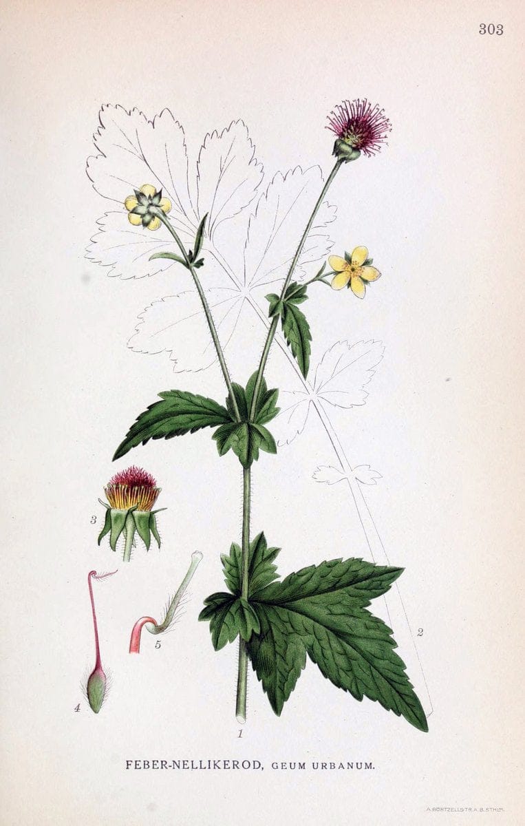 Billeder af nordens flora,.KÃ¸benhavn,G.E.C. Gad's forlag,1917-1927.  | Finland "Pictorial works" Plants Scandinavia  | Vintage Print Reproduction 461398