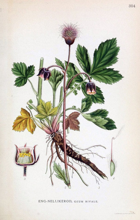 Billeder af nordens flora,.KÃ¸benhavn,G.E.C. Gad's forlag,1917-1927.  | Finland "Pictorial works" Plants Scandinavia  | Vintage Print Reproduction 461399