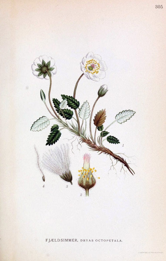 Billeder af nordens flora,.KÃ¸benhavn,G.E.C. Gad's forlag,1917-1927.  | Finland "Pictorial works" Plants Scandinavia  | Vintage Print Reproduction 461400