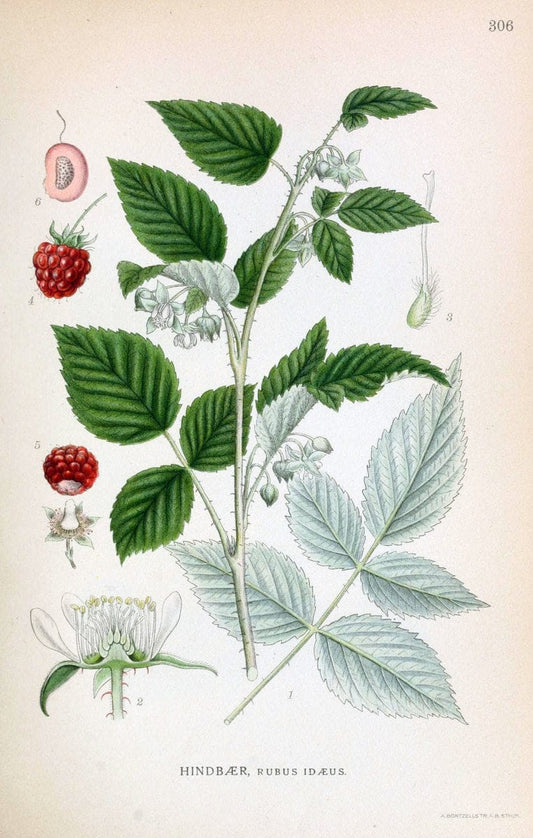 Billeder af nordens flora,.KÃ¸benhavn,G.E.C. Gad's forlag,1917-1927.  | Finland "Pictorial works" Plants Scandinavia  | Vintage Print Reproduction 461401