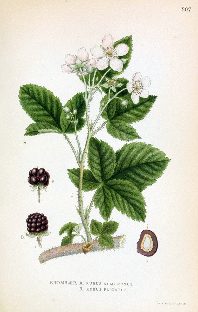 Billeder af nordens flora,.KÃ¸benhavn,G.E.C. Gad's forlag,1917-1927.  | Finland "Pictorial works" Plants Scandinavia  | Vintage Print Reproduction 461402