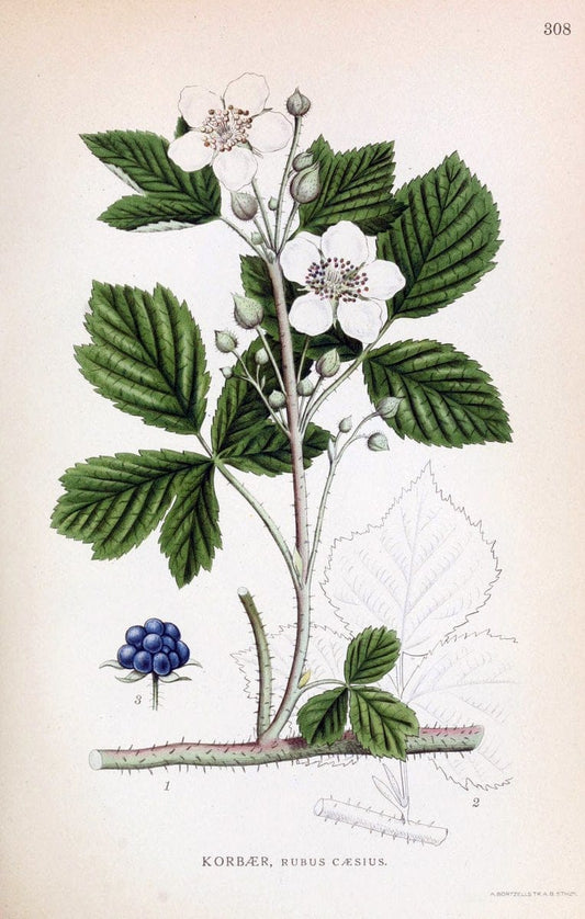 Billeder af nordens flora,.KÃ¸benhavn,G.E.C. Gad's forlag,1917-1927.  | Finland "Pictorial works" Plants Scandinavia  | Vintage Print Reproduction 461403