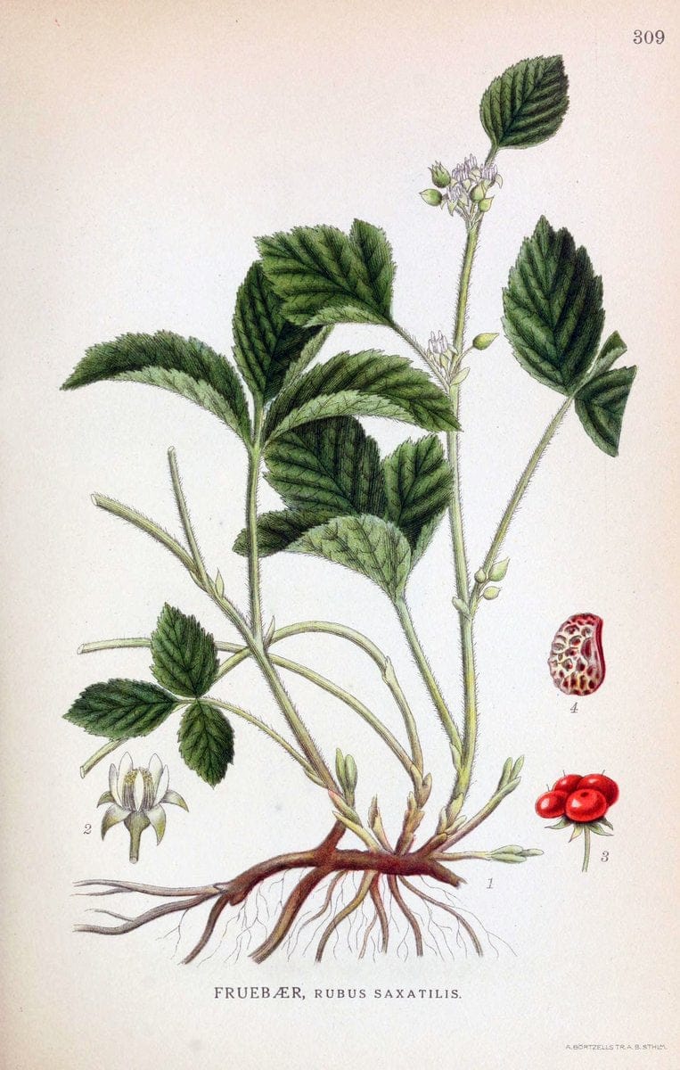 Billeder af nordens flora,.KÃ¸benhavn,G.E.C. Gad's forlag,1917-1927.  | Finland "Pictorial works" Plants Scandinavia  | Vintage Print Reproduction 461404