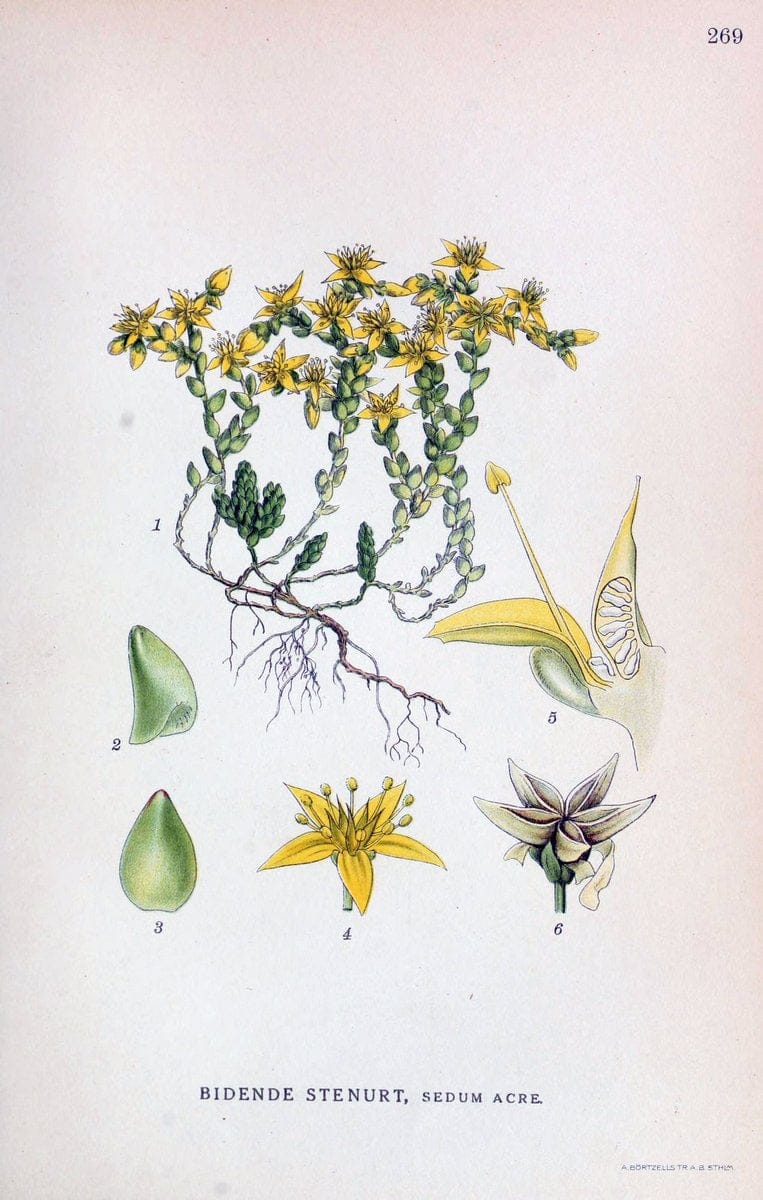 Billeder af nordens flora,.KÃ¸benhavn,G.E.C. Gad's forlag,1917-1927.. |  | Vintage Print Reproduction 461405