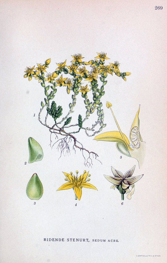 Billeder af nordens flora,.KÃ¸benhavn,G.E.C. Gad's forlag,1917-1927.. |  | Vintage Print Reproduction 461405