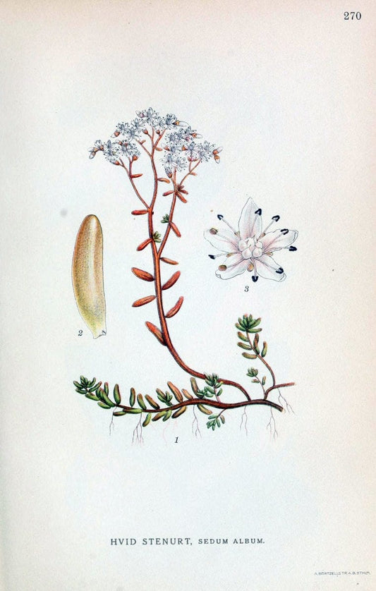 Billeder af nordens flora,.KÃ¸benhavn,G.E.C. Gad's forlag,1917-1927.. |  | Vintage Print Reproduction 461406