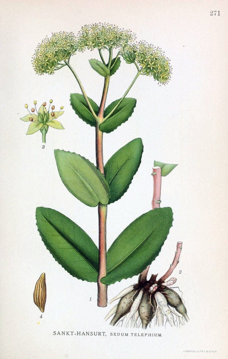 Billeder af nordens flora,.KÃ¸benhavn,G.E.C. Gad's forlag,1917-1927.. |  | Vintage Print Reproduction 461407